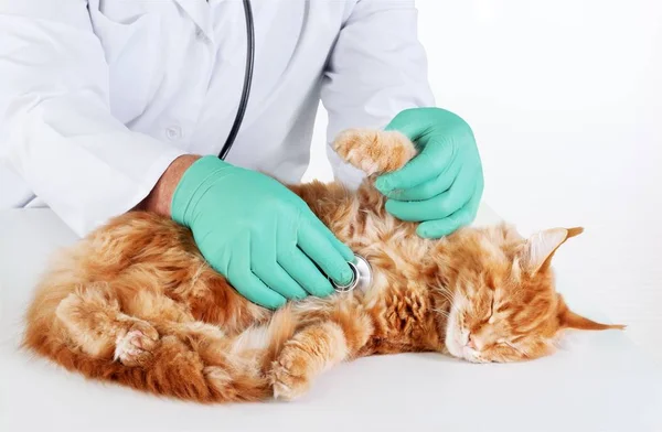 Кот осмотрен у ветеринара — стоковое фото