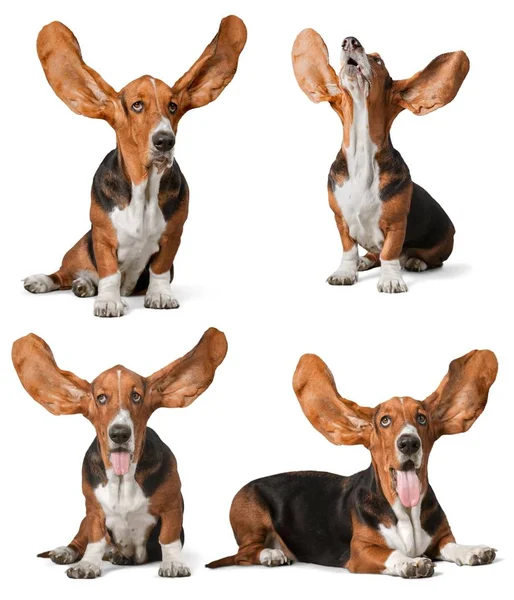 Basset cão cão de caça — Fotografia de Stock