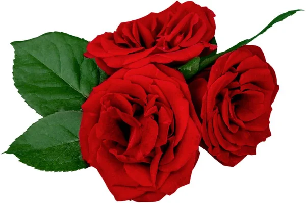 Hermosas rosas rojas — Foto de Stock