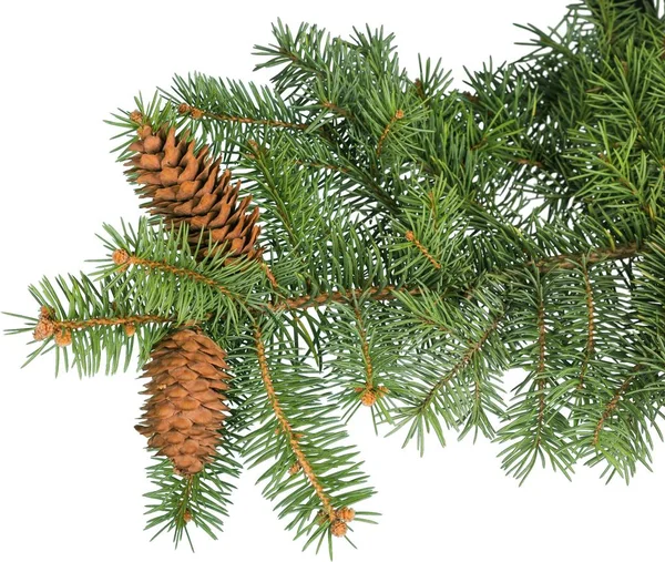 Composição de Natal com cones de pinheiro — Fotografia de Stock