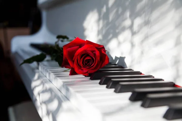 钢琴键盘和玫瑰 — 图库照片