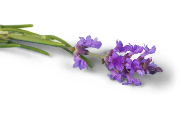 Lavender květiny na pozadí — Stock fotografie