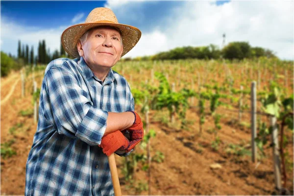 Sénior a trabalhar no terreno — Fotografia de Stock