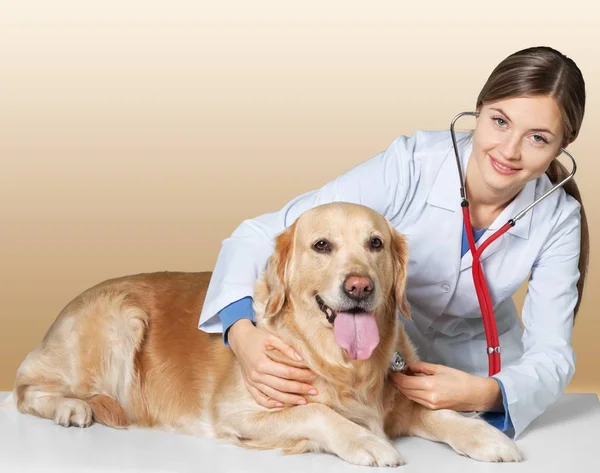 Lékařka s psí pacient — Stock fotografie
