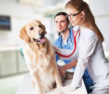 köpek veteriner Kliniği