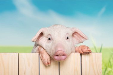 bir çit asılı piglet hayvan