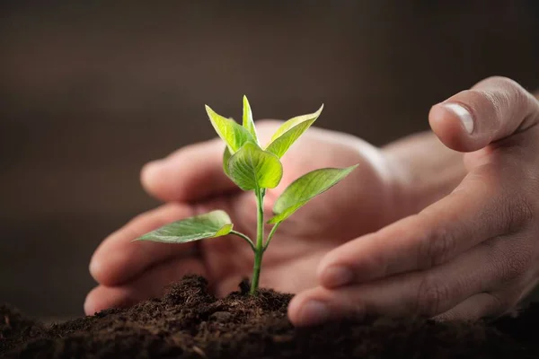 Зелений вирощування рослин та людські руки — стокове фото