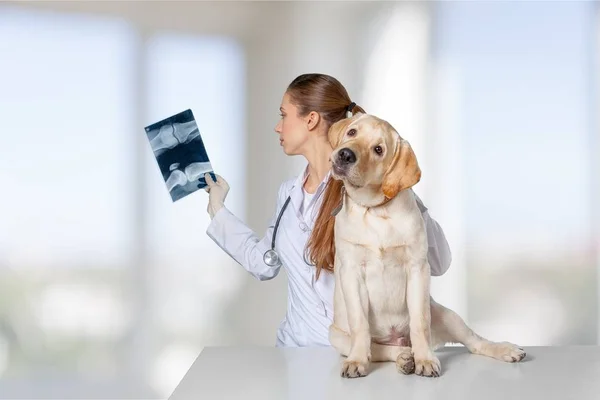 Junge Tierärztin mit Hund — Stockfoto
