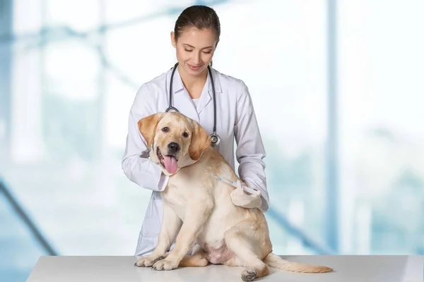 Médico fêmea com paciente cão — Fotografia de Stock