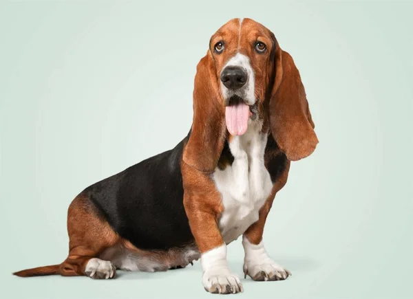 Basset Hound dog — Stockfoto