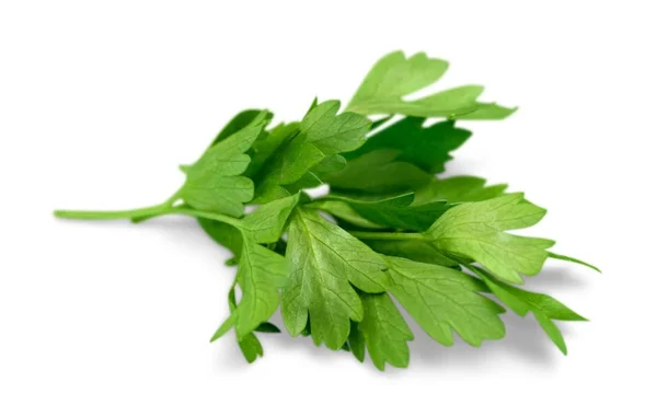 Green fresh parsley — Stock Photo, Image