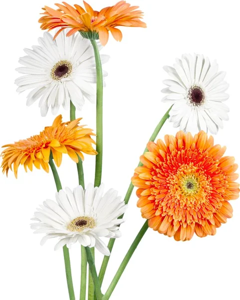 Flores frescas de Gerbera — Fotografia de Stock