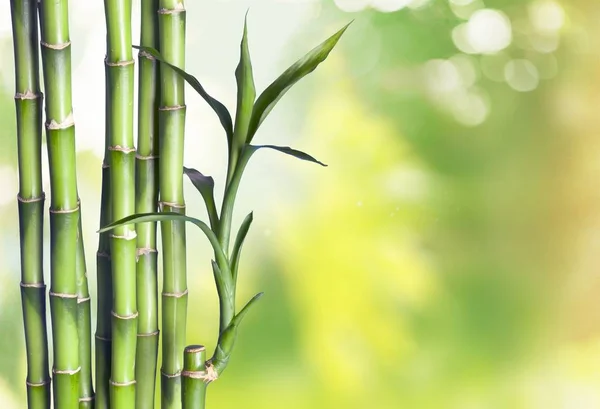Birçok bambu saplarını — Stok fotoğraf