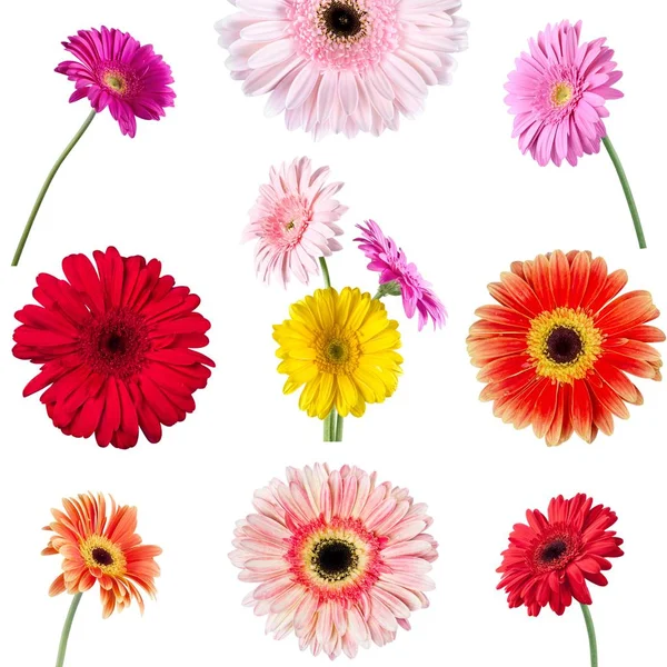 Conjunto de flores de gerberas — Foto de Stock