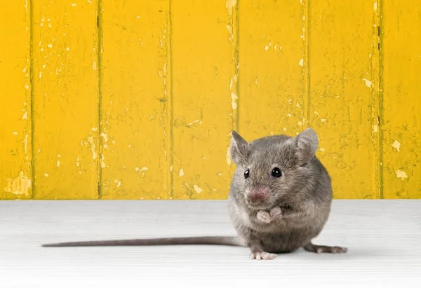 Grijze schattige muis — Stockfoto