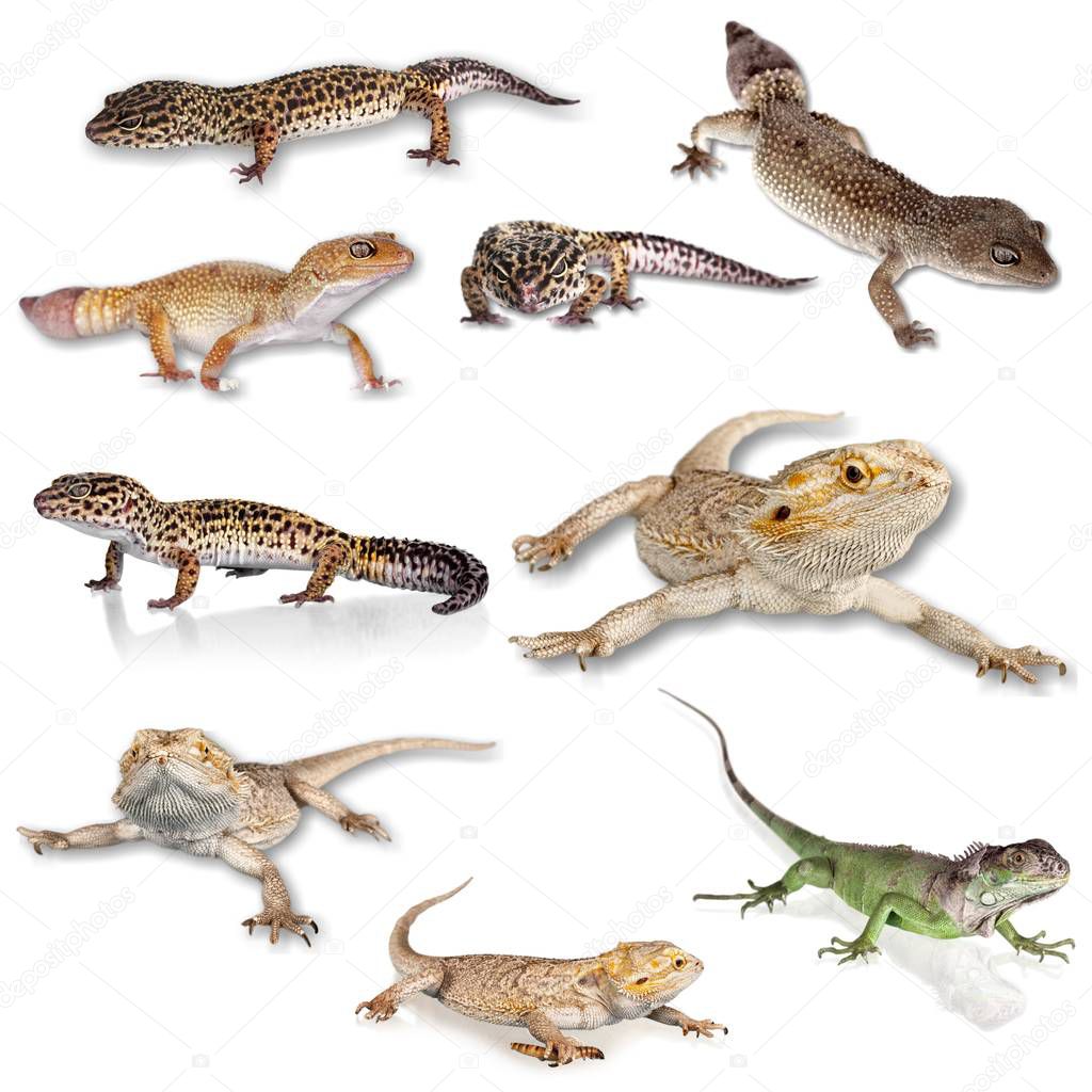 set of lizard animals isolated on a white background