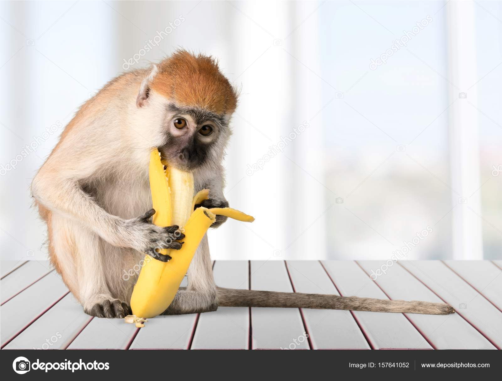 Macaco Sagui comendo banana Stock Photo