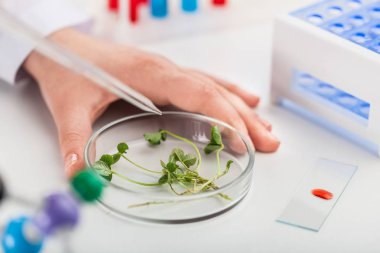 Çiçek örnek alarak mikroskop üzerinde incelemek