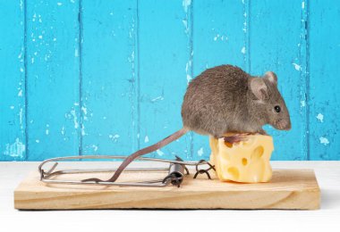 peynir ve fare ile tuzak