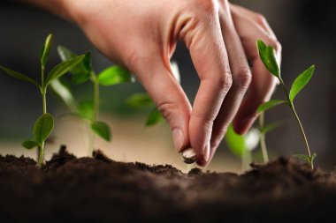 Çiftçinin eli toprağa bir tohum ekimi