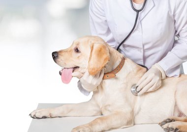 genç kadın Veteriner ile köpek