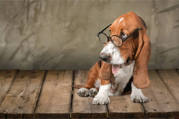 Basset Hound dog — Stock Fotó