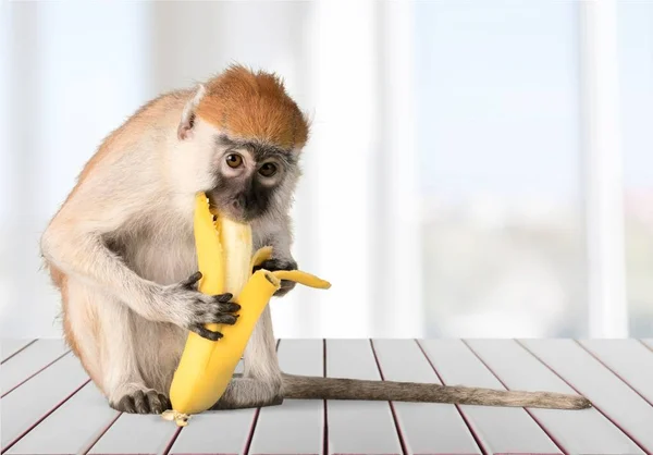 Симпатичная обезьяна ест банан — стоковое фото