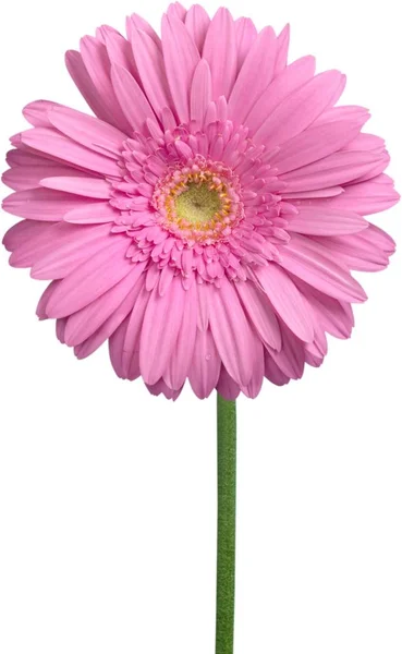 Flor de Gerbera rosa — Fotografia de Stock