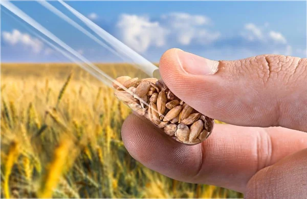 手中的玻璃瓶中的小麦种子 — 图库照片