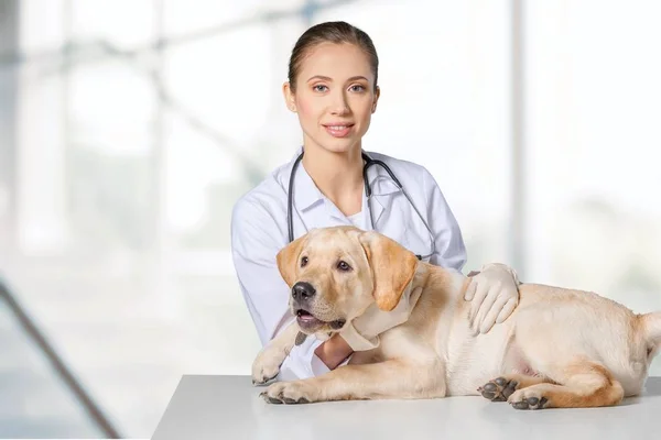 Lekarka z pies pacjenta — Zdjęcie stockowe