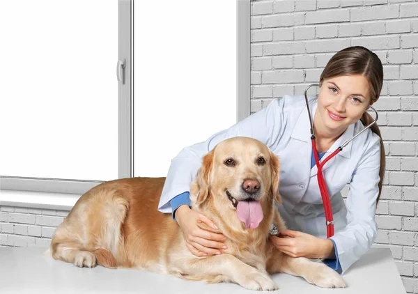 Młodych kobiet weterynarza z psem — Zdjęcie stockowe
