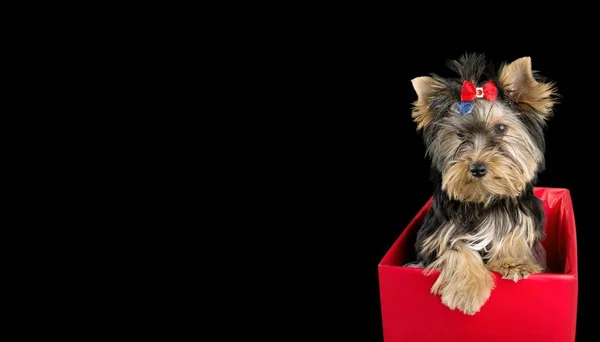 Yorkshire terrier perro en caja roja — Foto de Stock