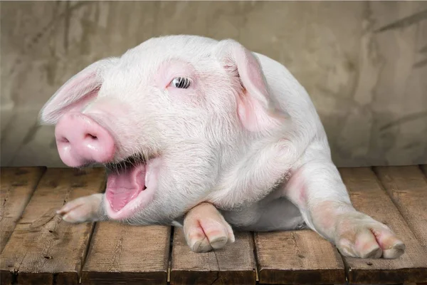 Pig lying in studio — Stock Photo, Image