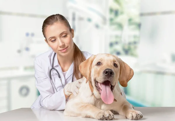 Belo veterinário jovem com cão — Fotografia de Stock