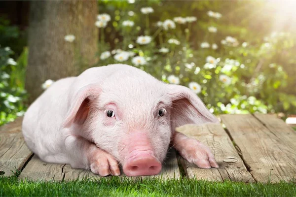 Pequeño cerdito rosa — Foto de Stock