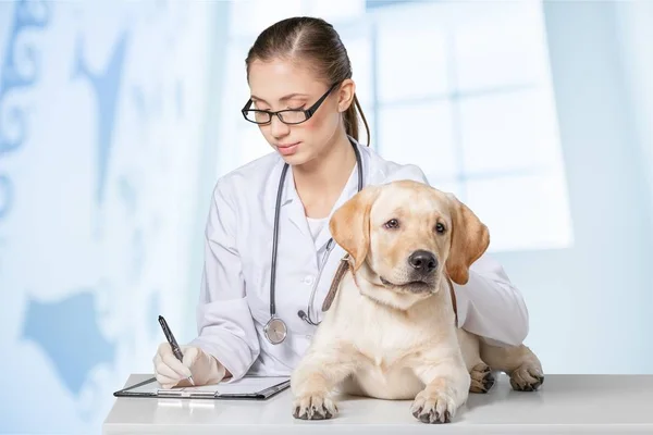 Hermosa joven veterinario con perro — Foto de Stock