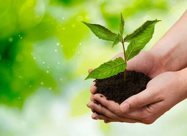 Planta verde en manos humanas —  Fotos de Stock