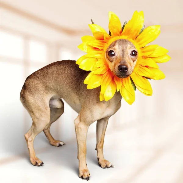 Σκυλί Chihuahua στο λουλούδι καπέλα — Φωτογραφία Αρχείου