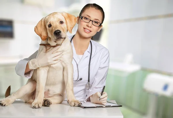 Vrouwelijke arts met hond patiënt — Stockfoto