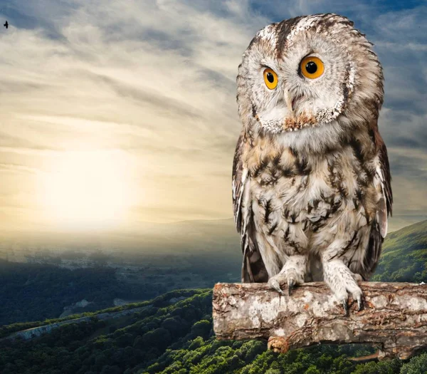 closeup of beautiful great owl