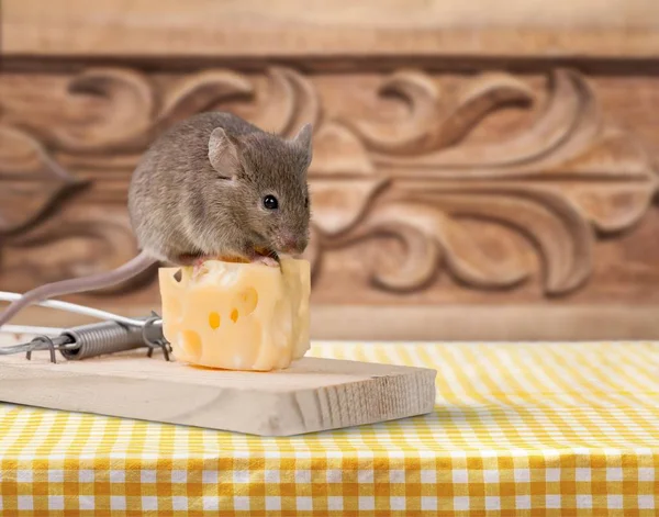 Trap with cheese and mouse — Stock Photo, Image