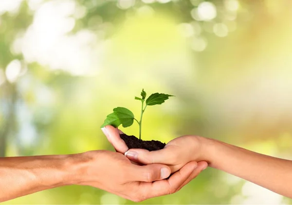 Ruce drží malý zelených rostlin — Stock fotografie