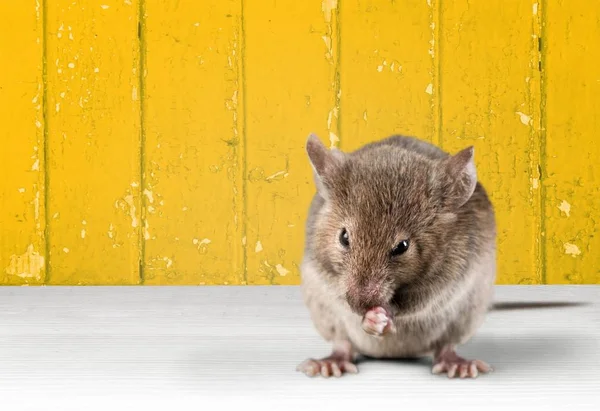 Ratón gris sobre fondo —  Fotos de Stock