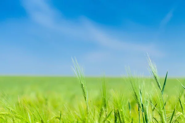 Campo de trigo verde vivo — Foto de Stock