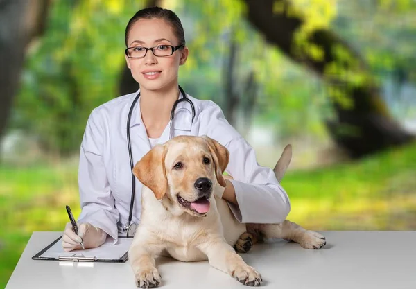 Vrouwelijke arts met hond patiënt — Stockfoto