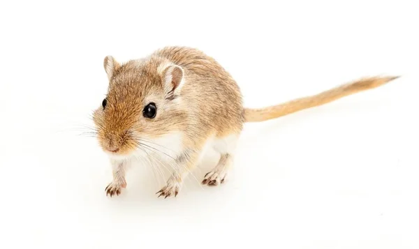 Серая мышь — стоковое фото