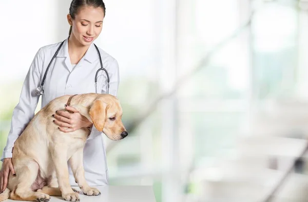 Médico fêmea com paciente cão — Fotografia de Stock