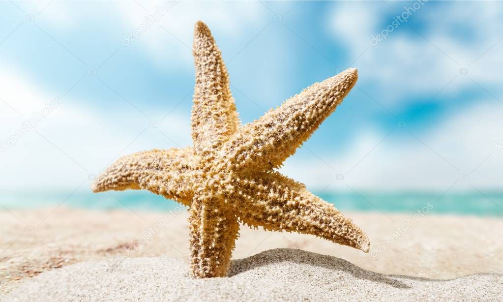 Sea star on sandy beach