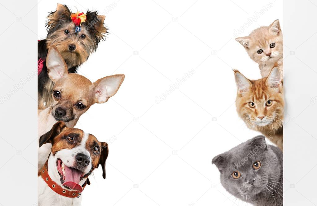 Funny cats and dogs isolated on white background