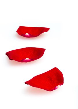 taze çiçeğin yaprakları